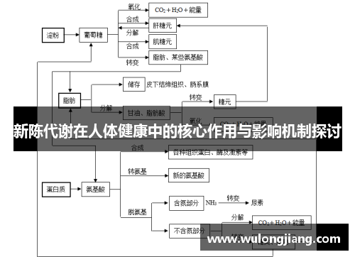 新陈代谢在人体健康中的核心作用与影响机制探讨